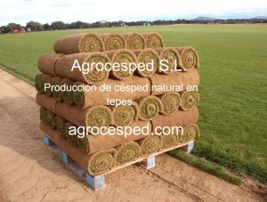 Césped en tepes agrocesped